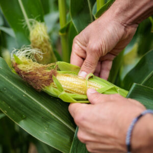 Gros plan sur des mains qui ouvrent un épi de maïs