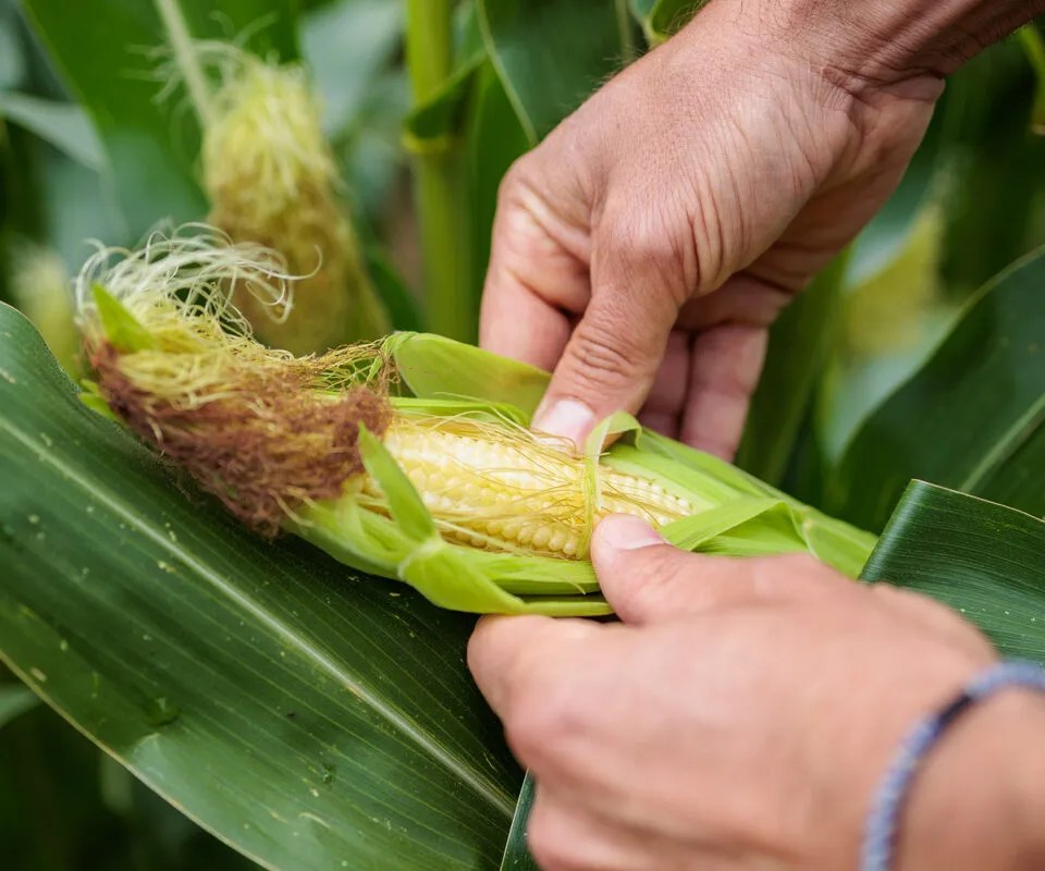 Gros plan sur des mains qui ouvrent un épi de maïs - Illustration S’adapter au maïs 2025 et envisager 2026