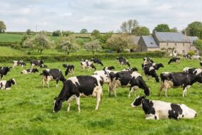 Des vaches broutent dans un champ avec un paysage et bocage et une habitation en pierre derrière