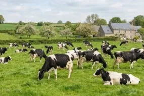 Des vaches broutent dans un champ avec un paysage et bocage et une habitation en pierre derrière