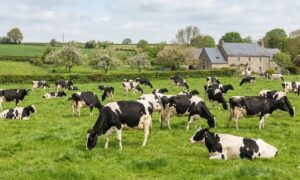 Des vaches broutent dans un champ avec un paysage et bocage et une habitation en pierre derrière