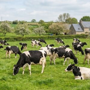 Des vaches broutent dans un champ avec un paysage et bocage et une habitation en pierre derrière