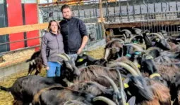 Un couple au milieu des chèvres dans un bâtiment d'élevage caprin