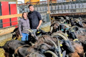 Un couple au milieu des chèvres dans un bâtiment d'élevage caprin