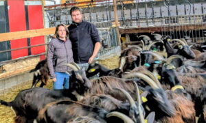 Un couple au milieu des chèvres dans un bâtiment d'élevage caprin