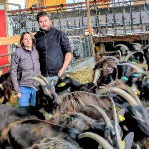 Un couple au milieu des chèvres dans un bâtiment d'élevage caprin