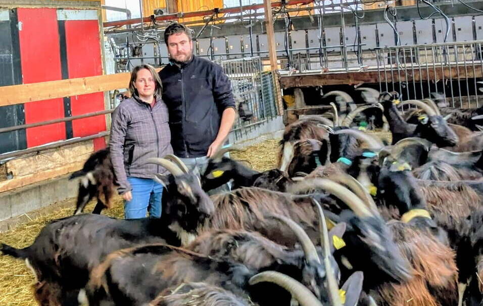 Un couple au milieu des chèvres dans un bâtiment d'élevage caprin - Illustration Un hiver serein  après une année contrastée