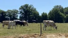 vaches jersaises et kiwis au pâturage