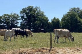 vaches jersaises et kiwis au pâturage