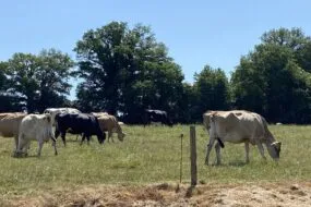 vaches jersaises et kiwis au pâturage