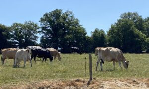 vaches jersaises et kiwis au pâturage