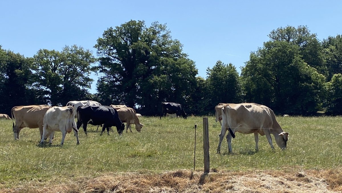 vaches jersaises et kiwis au pâturage - Illustration Monotraite en système conventionnel