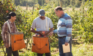 Un agriculteur qui discute avec ses salariés dans un champ de pommier