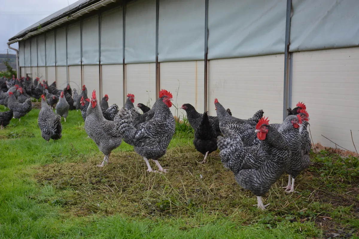 La Coucou de Rennes
nécessite au minimum
130 jours d’élevage.