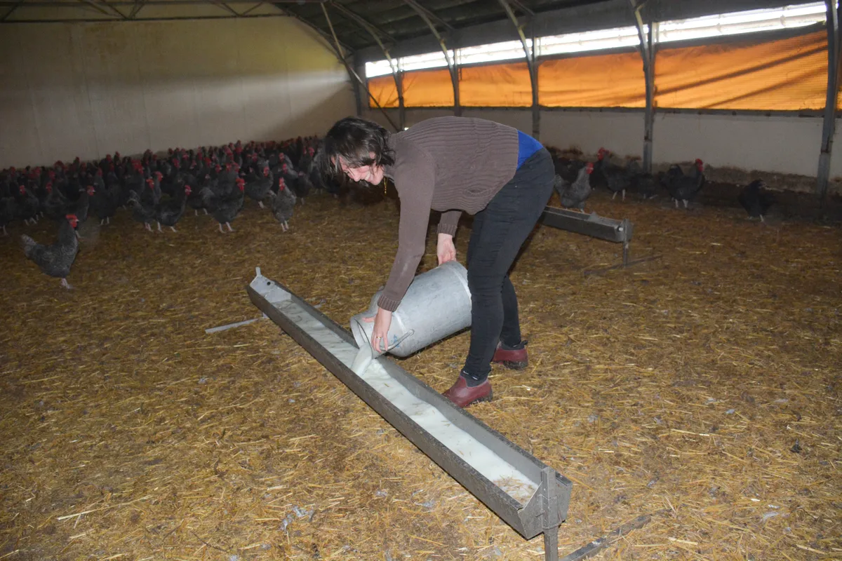 Une femme dans un bâtiment d'élevage de volailles rempli des abreuvoirs de petit lait