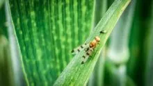 Une mouche geomyze posée sur une feuille de maïs