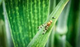 Une mouche geomyze posée sur une feuille de maïs