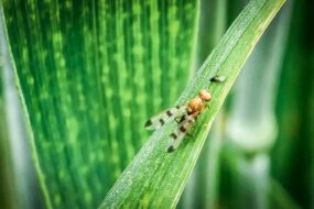 Une mouche geomyze posée sur une feuille de maïs