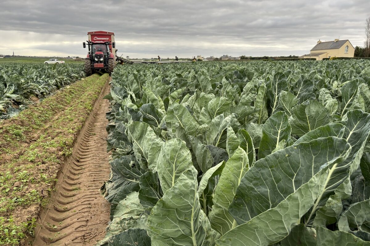 Un champ de chou-fleur avec un tracteur au milieu d'un rang - Illustration Les légumes de plein champ en crise