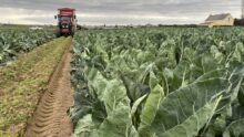 Un champ de chou-fleur avec un tracteur au milieu d'un rang