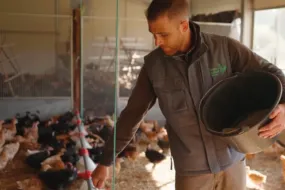 Un homme avec un seau dans la main nourrit des poules dans un bâtiment
