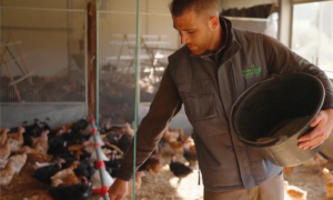 Un homme avec un seau dans la main nourrit des poules dans un bâtiment