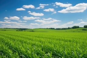 Un immense champ de maïs avec un ciel très bleu et quelques nuages blancs éparpillés