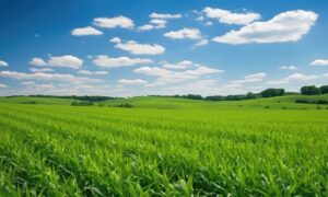 Un immense champ de maïs avec un ciel très bleu et quelques nuages blancs éparpillés