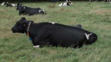 Des mouches posées sur une vache de race Prim'Holstein