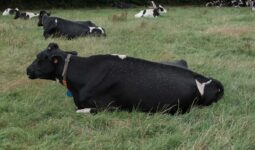 Des mouches posées sur une vache de race Prim'Holstein