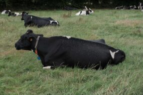 Des mouches posées sur une vache de race Prim'Holstein