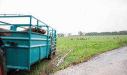 Un taureau de race Limousine dans une remorque bétaillère