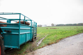 Un taureau de race Limousine dans une remorque bétaillère