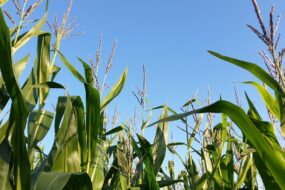 Un champ de maïs photographié du sol vers le ciel