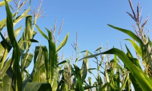 Un champ de maïs photographié du sol vers le ciel