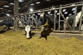Deux vaches de race Holstein en train de manger une ration à base de maïs ensilage