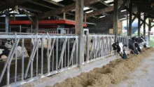 des vaches au cornadis et un robot dans un bâtiment d'élevage