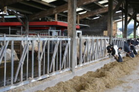 des vaches au cornadis et un robot dans un bâtiment d'élevage