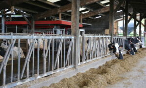 des vaches au cornadis et un robot dans un bâtiment d'élevage