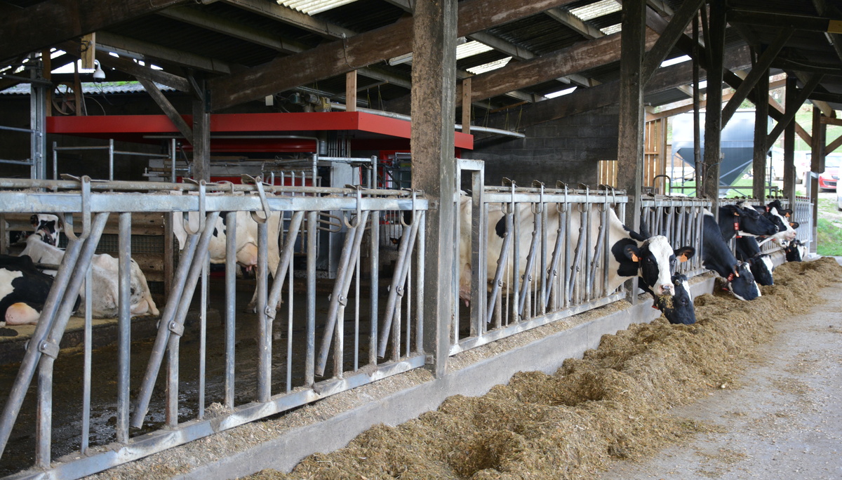 des vaches au cornadis et un robot dans un bâtiment d'élevage - Illustration Un peu moins de revenu laitier en conventionnel