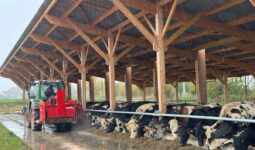 Un éleveur distribue de l'ensilage à ses vaches à l'aide d'une désileuse portée derrière son tracteur