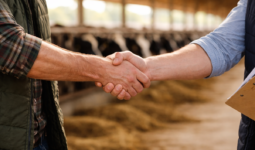 Une poignée de main dans un bâtiment d'élvage avec des vaches au cornadis en arrière plan