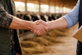 Une poignée de main dans un bâtiment d'élvage avec des vaches au cornadis en arrière plan