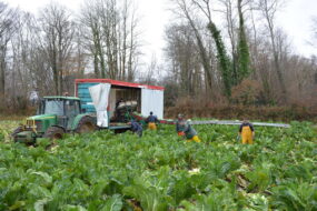 Un groupe de personnes en train de récolter des choux-fleurs