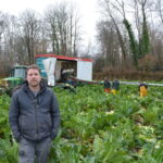 Un homme dans un champ de choux-fleurs avec une équipe qui les ramassent derrière