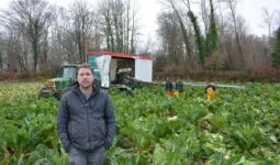 Un homme dans un champ de choux-fleurs avec une équipe qui les ramassent derrière