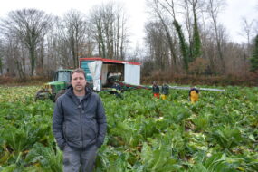Un homme dans un champ de choux-fleurs avec une équipe qui les ramassent derrière