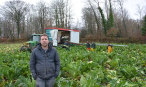 Un homme dans un champ de choux-fleurs avec une équipe qui les ramassent derrière