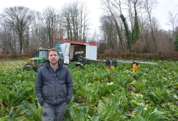 Un homme dans un champ de choux-fleurs avec une équipe qui les ramassent derrière