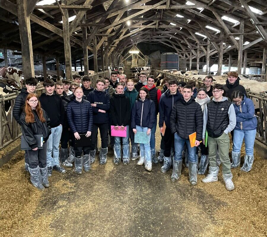 Des élèves dans une stabulation - Illustration Des élèves participent au pointage